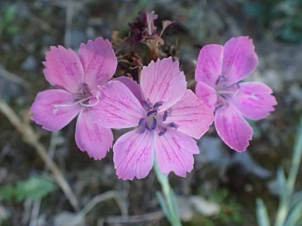 Dianthus balbisii \ Balbis' Nelke / Balbis' Pink, I Liguria, Sestri Levante 3.10.2023