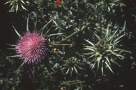 Silybum marianum \ Marien-Distel / Milk Thistle, I Promontorio del Gargano, Mattinata 30.4.1985