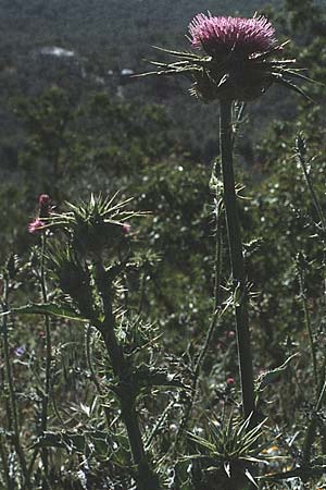 Silybum marianum \ Marien-Distel, I Promontorio del Gargano, Mattinata 30.4.1985