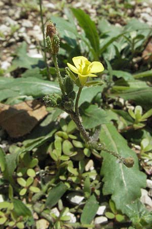 Diplotaxis muralis \ Mauer-Doppelsame / Annual Wall Rocket, I Ancona 31.5.2007