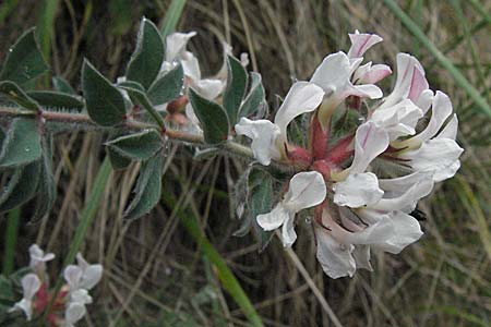 Lotus hirsutus / Canary Clover, I Ancona 29.5.2007