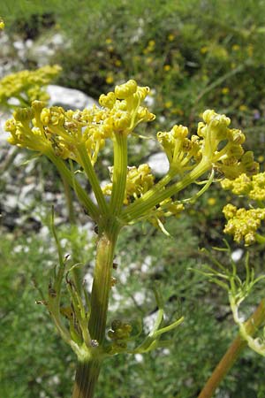 Ferulago campestris \ Knotenbltige Birkwurz / Field Fennel, I Norcia 7.6.2007