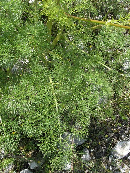 Ferulago campestris \ Knotenbltige Birkwurz / Field Fennel, I Norcia 7.6.2007