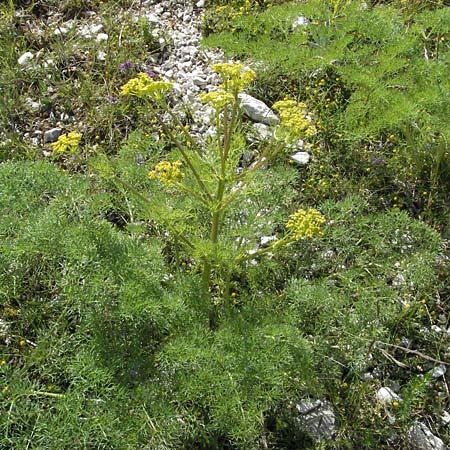 Ferulago campestris \ Knotenbltige Birkwurz, I Norcia 7.6.2007