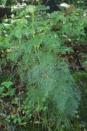 Pteroselinum rablense \ Raibler Haarstrang / Raibl Hog's Fennel, I Alpi Bergamasche, Zambla Alta 7.6.2017