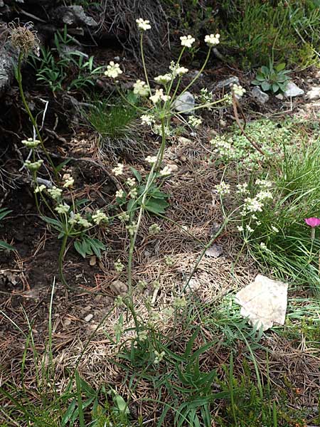 Laserpitium peucedanoides \ Haarstrang-Laserkraut, I Südtirol,  Plätzwiese 5.7.2022