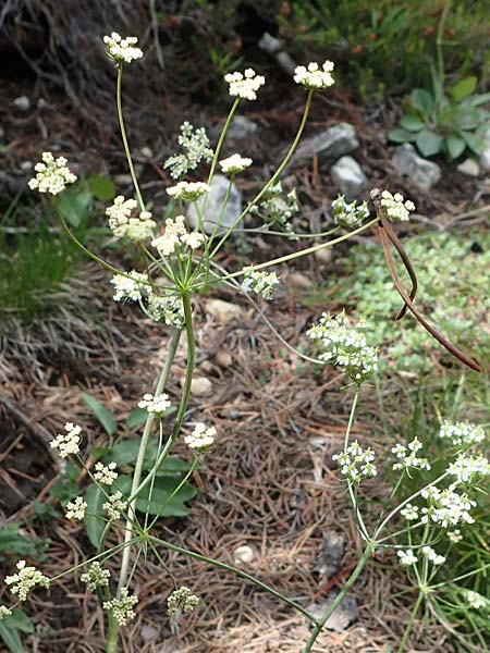 Laserpitium peucedanoides \ Haarstrang-Laserkraut / Sermountain, I Südtirol,  Plätzwiese 5.7.2022