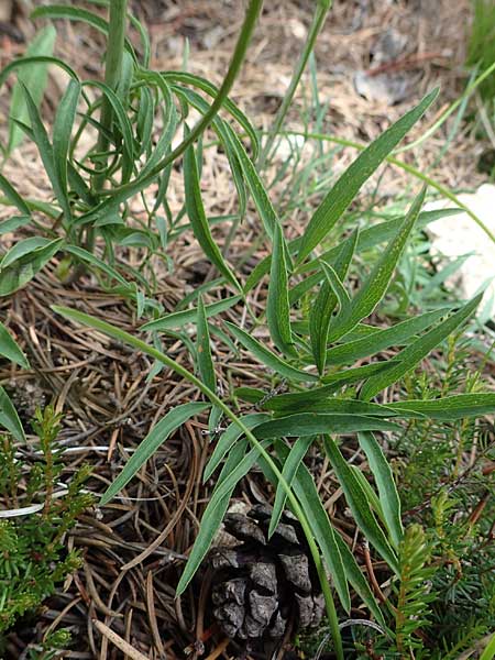 Laserpitium peucedanoides \ Haarstrang-Laserkraut, I Südtirol,  Plätzwiese 5.7.2022