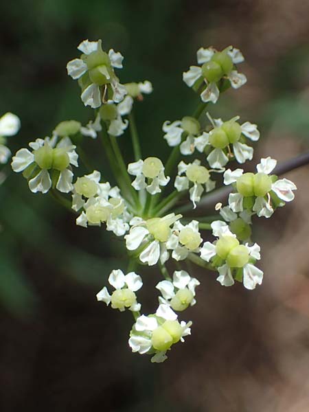 Laserpitium peucedanoides / Sermountain, I Südtirol,  Plätzwiese 5.7.2022