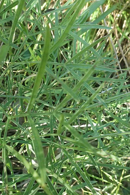 Pteroselinum rablense / Raibl Hog's Fennel, I Liguria, Moneglia 26.9.2023