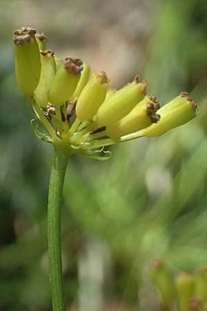 Pteroselinum rablense \ Raibler Haarstrang / Raibl Hog's Fennel, I Liguria, Moneglia 26.9.2023