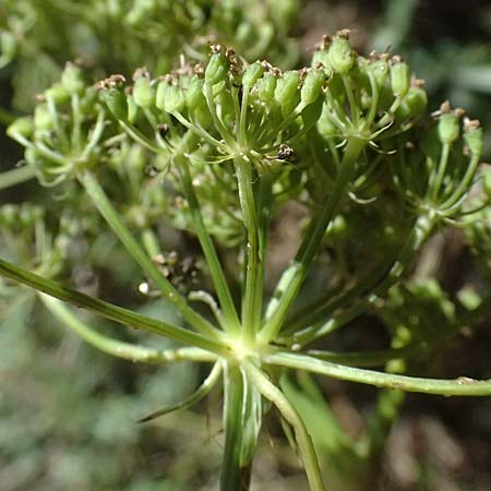 Pteroselinum rablense \ Raibler Haarstrang / Raibl Hog's Fennel, I Liguria, Moneglia 26.9.2023