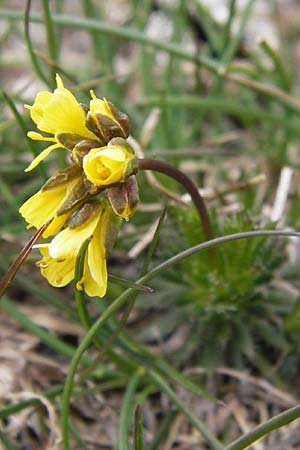 Draba aizoides \ Immergrnes Felsenblmchen, Felsen-Hungerblmchen / Yellow Whitlowgrass, I Liguria, Imperia, Monte Saccarello 29.5.2013