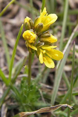 Draba aizoides / Yellow Whitlowgrass, I Liguria, Imperia, Monte Saccarello 29.5.2013