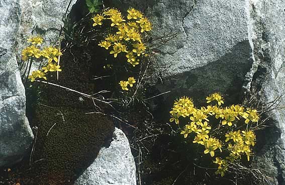 Draba aizoides \ Immergrnes Felsenblmchen, Felsen-Hungerblmchen, I Monte Baldo 10.5.1986