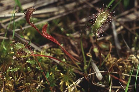 Drosera longifolia \ Langblttriger Sonnentau, I Antholz 5.7.1993