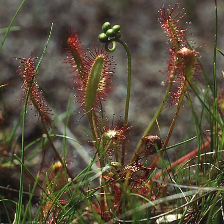 Drosera longifolia \ Langblttriger Sonnentau, I Antholz 5.7.1993