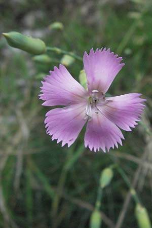 Dianthus sylvestris \ Stein-Nelke / Wood Pink, I Gole del Salinello bei/near Ripe 6.6.2007