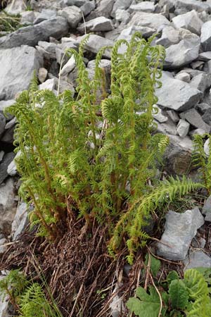 Dryopteris villarii \ Starrer Wurmfarn / Rigid Buckler Fern, I Alpi Bergamasche, Pizzo Arera 9.6.2017