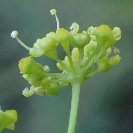 Peucedanum officinale ? \ Arznei-Haarstrang / Hog's Fennel, I Liguria, Moneglia 26.9.2023