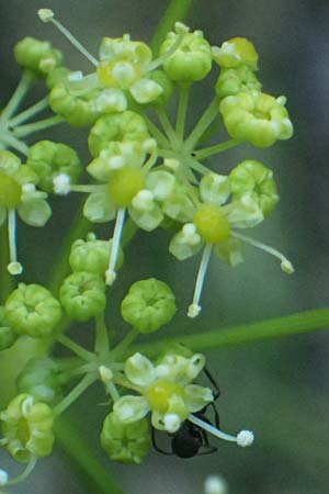 Peucedanum officinale ? \ Arznei-Haarstrang / Hog's Fennel, I Liguria, Moneglia 26.9.2023