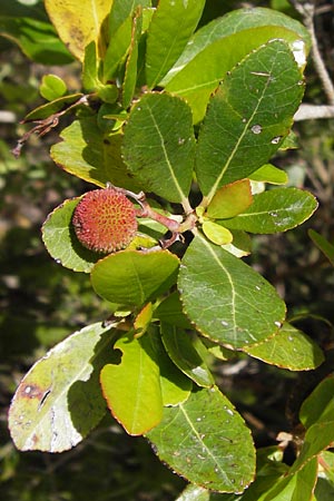 Arbutus unedo \ Westlicher Erdbeerbaum / Strawberry Tree, I Finale Ligure 31.5.2013