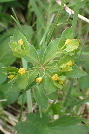 Euphorbia carniolica \ Krainer Wolfsmilch, I Alpi Bergamasche, Monte Alben 11.6.2017