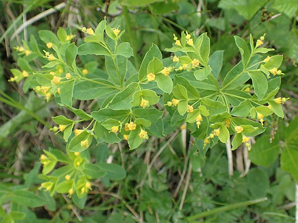 Euphorbia carniolica \ Krainer Wolfsmilch / Carniolan Spurge, I Alpi Bergamasche, Monte Alben 11.6.2017