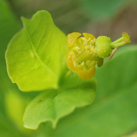 Euphorbia carniolica \ Krainer Wolfsmilch / Carniolan Spurge, I Alpi Bergamasche, Monte Alben 11.6.2017