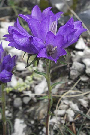 Edraianthus graminifolius \ Grasblttrige Bschel-Glockenblume / Grassy Bells, I Monti Sibillini, Castelluccio 7.6.2007