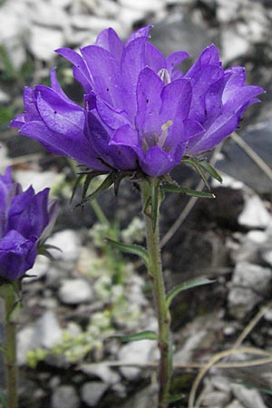 Edraianthus graminifolius / Grassy Bells, I Monti Sibillini, Castelluccio 7.6.2007