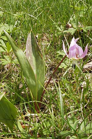 Erythronium dens-canis \ Hunds-Zahnlilie / Dog's Tooth Violet, I Liguria, Monte Beigua 24.5.2013