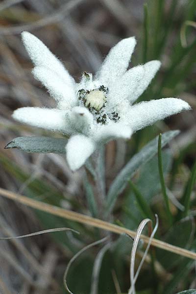 Leontopodium alpinum / Edelweiss, I Sella-Joch 23.7.1989