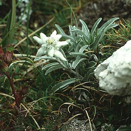 Leontopodium alpinum \ Edelwei, I Sella-Joch 8.8.1988