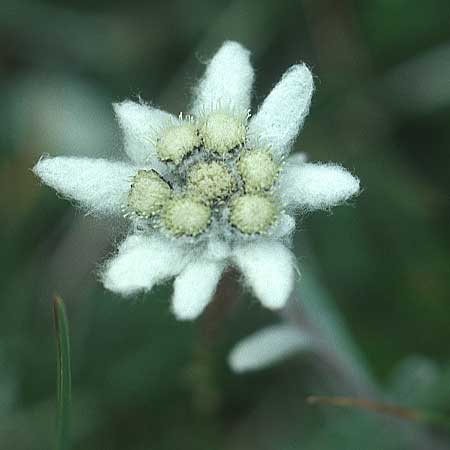 Leontopodium alpinum \ Edelwei, I Sella-Joch 6.8.2004