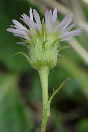 Erigeron glabratus \ Koralpen-Berufkraut / Koralpe Fleabane, I Südtirol,  Plätzwiese 5.7.2022