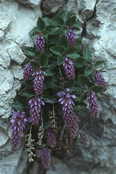 Paederota bonarota \ Blaues Mnderle, Dolomiten-Ehrenpreis / Dolomites Veronica, I Passo Tremalzo 13.6.1993