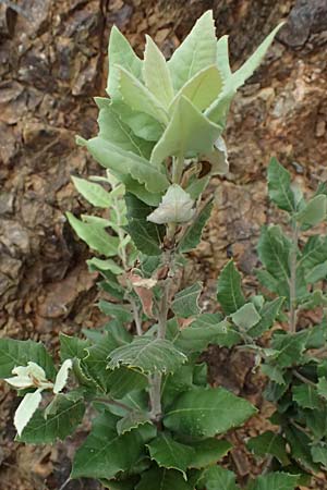 Quercus ilex \ Stein-Eiche, I Liguria, Bonassola 4.10.2023