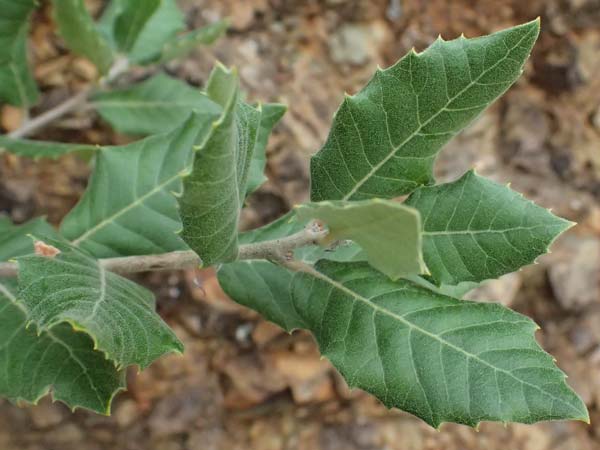 Quercus ilex \ Stein-Eiche, I Liguria, Bonassola 4.10.2023