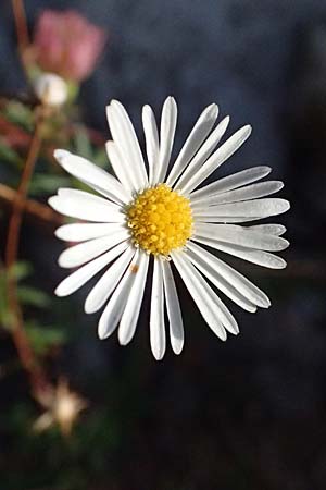 Erigeron karvinskianus \ Karwinskis Berufkraut / Mexican Fleabane, I Liguria, Moneglia 3.10.2023