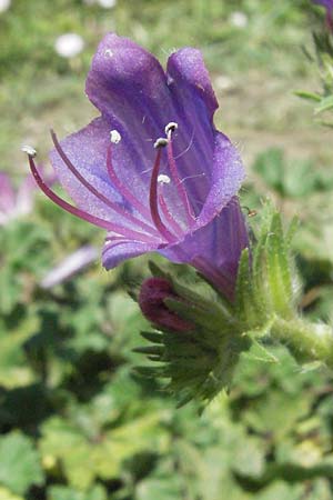 Echium plantagineum \ Wegerich-Natternkopf, I Ancona 30.5.2007