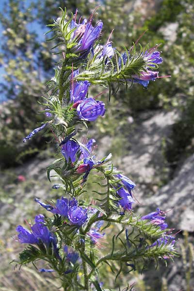 Echium plantagineum \ Wegerich-Natternkopf, I Liguria, Toirano 20.5.2013