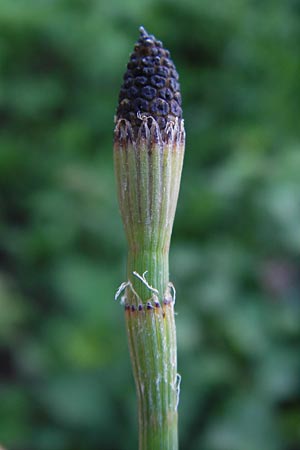 Equisetum ramosissimum \ stiger Schachtelhalm / Branched Horsetail, I Liguria, Ceriale 20.5.2013