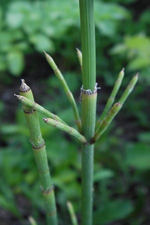 Equisetum ramosissimum \ stiger Schachtelhalm / Branched Horsetail, I Liguria, Ceriale 20.5.2013