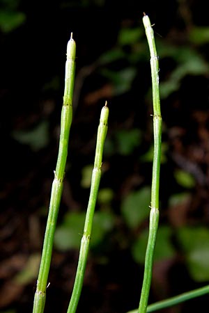 Equisetum ramosissimum \ stiger Schachtelhalm / Branched Horsetail, I Liguria, Ceriale 21.5.2013