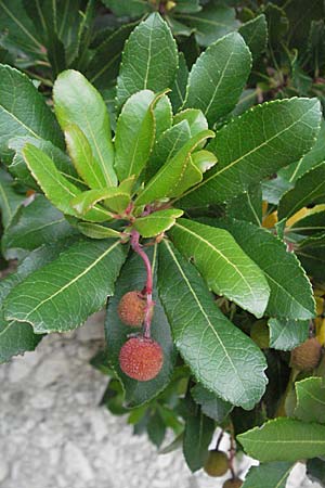 Arbutus unedo / Strawberry Tree, I Ancona 29.5.2007