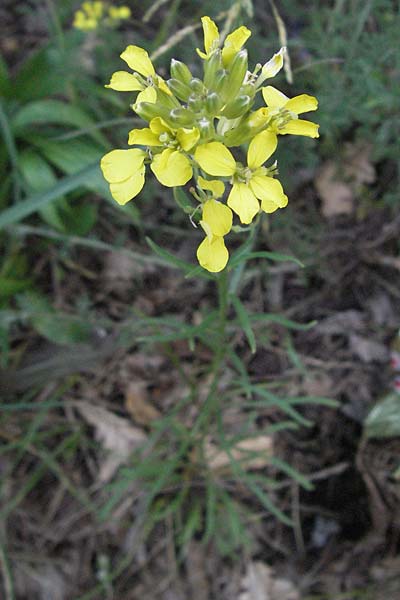 Erysimum pseudorhaeticum \ Schterich, I Foligno 31.5.2007