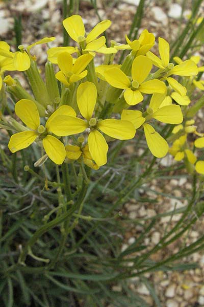 Erysimum apenninum \ Apennin-Schterich / Apennine Treacle Mustard, I Campo Imperatore 5.6.2007