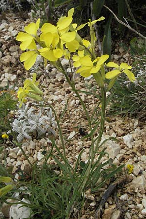 Erysimum apenninum \ Apennin-Schterich / Apennine Treacle Mustard, I Campo Imperatore 5.6.2007