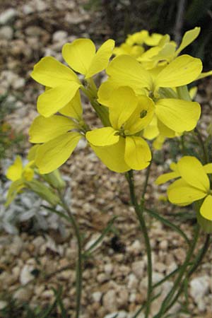 Erysimum apenninum \ Apennin-Schterich / Apennine Treacle Mustard, I Campo Imperatore 5.6.2007